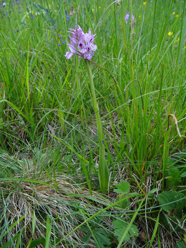 Neotinea tridentata - Cimone (TN)